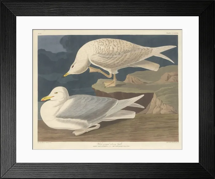 Framed Print : White-winged Silvery Gull, 1835. Creator: Robert Havell Framed Print : White-winged Silvery Gull, 1835. Creator: Robert Havell