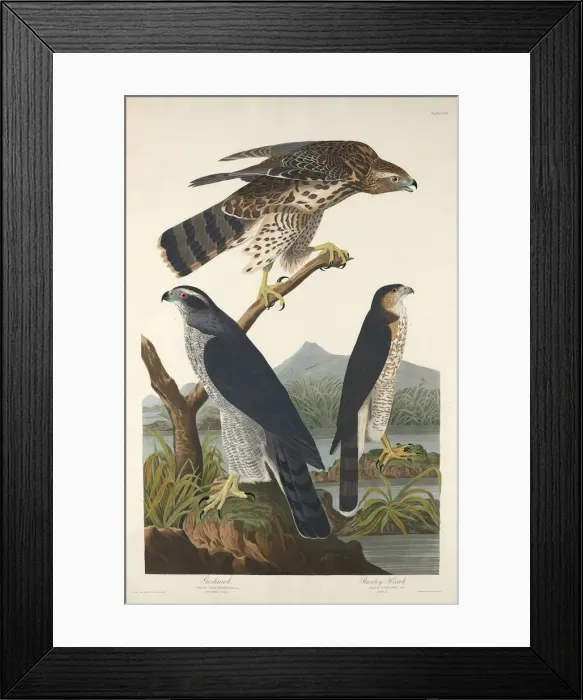 Framed Print : Goshawk and Stanley Hawk, 1832. Creator: Robert Havell Framed Print : Goshawk and Stanley Hawk, 1832. Creator: Robert Havell