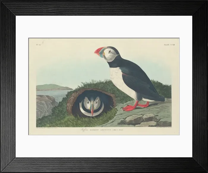 Framed Print : Puffin, 1834. Creator: Robert Havell Framed Print : Puffin, 1834. Creator: Robert Havell