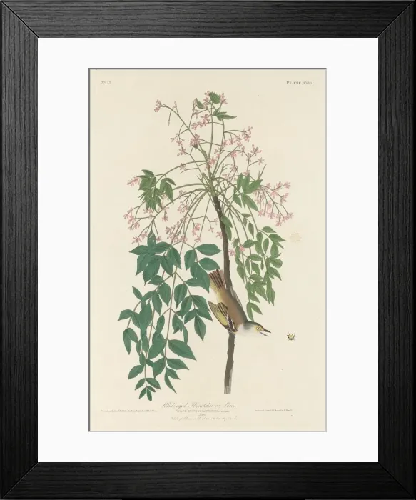 Framed Print : White-eyed Fly Catcher, 1829. Creator: Robert Havell Framed Print : White-eyed Fly Catcher, 1829. Creator: Robert Havell