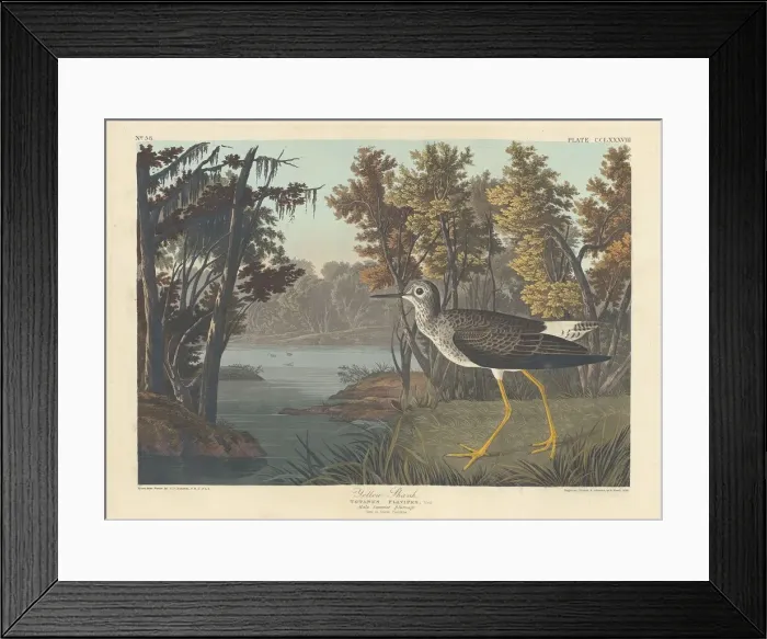Framed Print : Yellow Shank, 1836. Creator: Robert Havell
