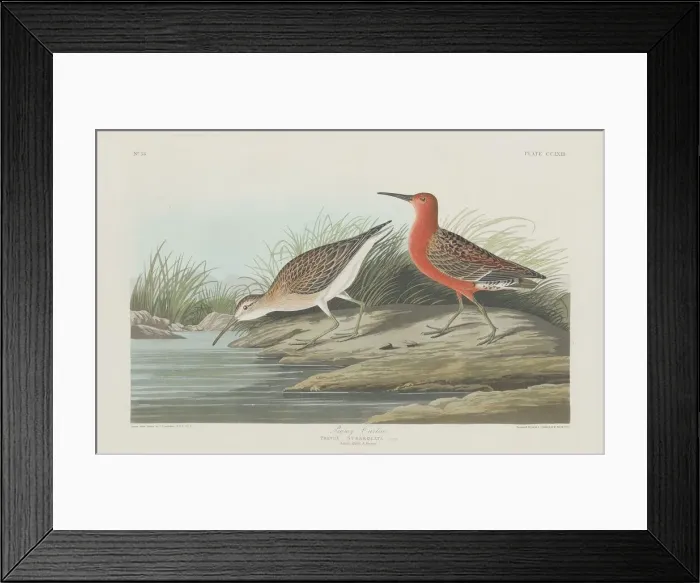 Framed Print : Pigmy Curlew, 1835. Creator: Robert Havell Framed Print : Pigmy Curlew, 1835. Creator: Robert Havell