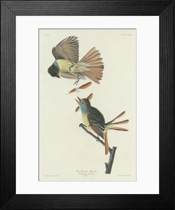 Framed Print : Great Crested Flycatcher, 1832. Creator: Robert Havell Framed Print : Great Crested Flycatcher, 1832. Creator: Robert Havell