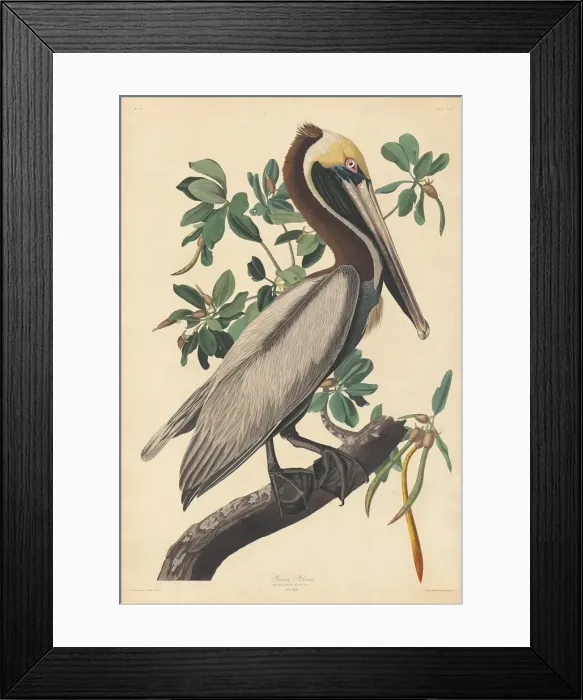 Framed Print : Brown Pelican, 1835. Creator: Robert Havell Framed Print : Brown Pelican, 1835. Creator: Robert Havell