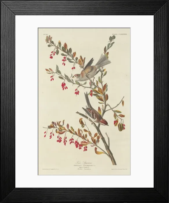 Framed Print : Tree Sparrow, 1834. Creator: Robert Havell Framed Print : Tree Sparrow, 1834. Creator: Robert Havell