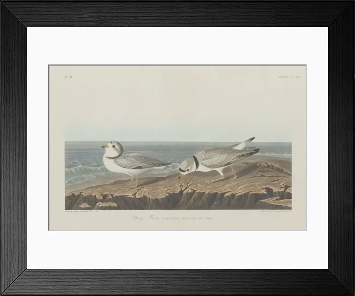 Framed Print : Piping Plover, 1834. Creator: Robert Havell Framed Print : Piping Plover, 1834. Creator: Robert Havell