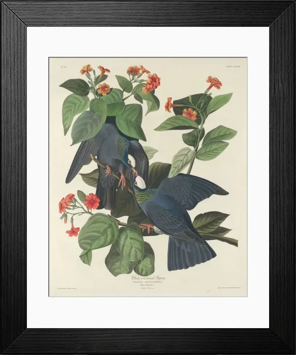 Framed Print : White-crowned Pigeon, 1833. Creator: Robert Havell Framed Print : White-crowned Pigeon, 1833. Creator: Robert Havell