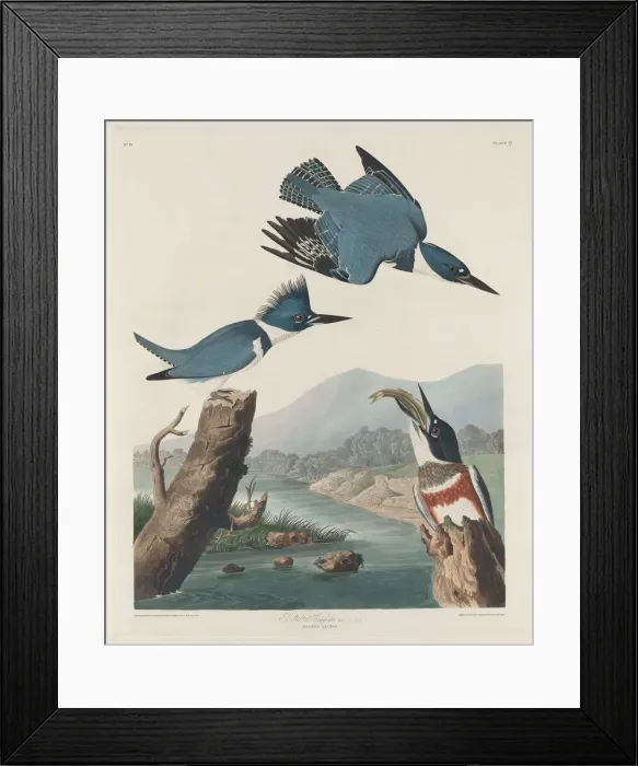 Framed Print : Belted Kingsfisher, 1830. Creator: Robert Havell Framed Print : Belted Kingsfisher, 1830. Creator: Robert Havell