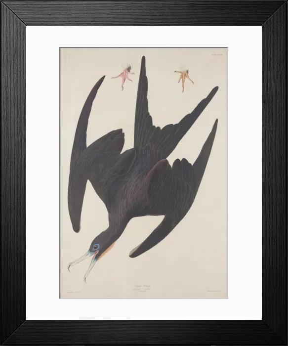 Framed Print : Frigate Pelican, 1835. Creator: Robert Havell Framed Print : Frigate Pelican, 1835. Creator: Robert Havell