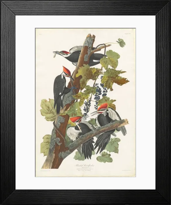 Framed Print : Pileated Woodpecker, 1831. Creator: Robert Havell Framed Print : Pileated Woodpecker, 1831. Creator: Robert Havell