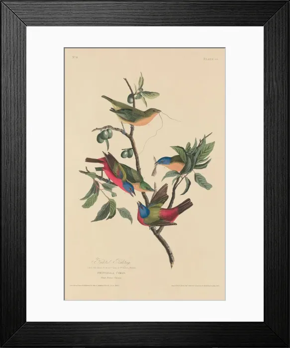Framed Print : Painted Bunting, 1829. Creator: Robert Havell Framed Print : Painted Bunting, 1829. Creator: Robert Havell