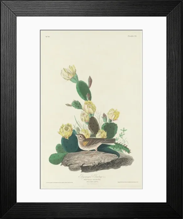 Framed Print : Bay-winged Bunting, 1830. Creator: Robert Havell Framed Print : Bay-winged Bunting, 1830. Creator: Robert Havell