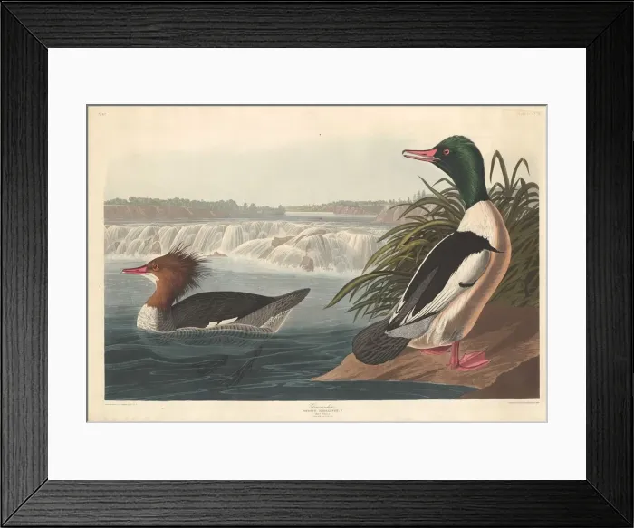 Framed Print : Goosander, 1836. Creator: Robert Havell Framed Print : Goosander, 1836. Creator: Robert Havell