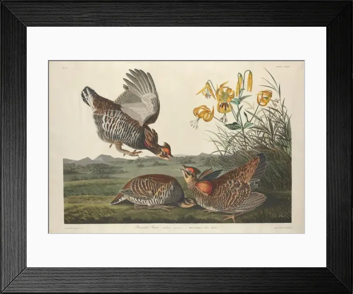 Framed Print : Pinnated Grous, 1834. Creator: Robert Havell Framed Print : Pinnated Grous, 1834. Creator: Robert Havell