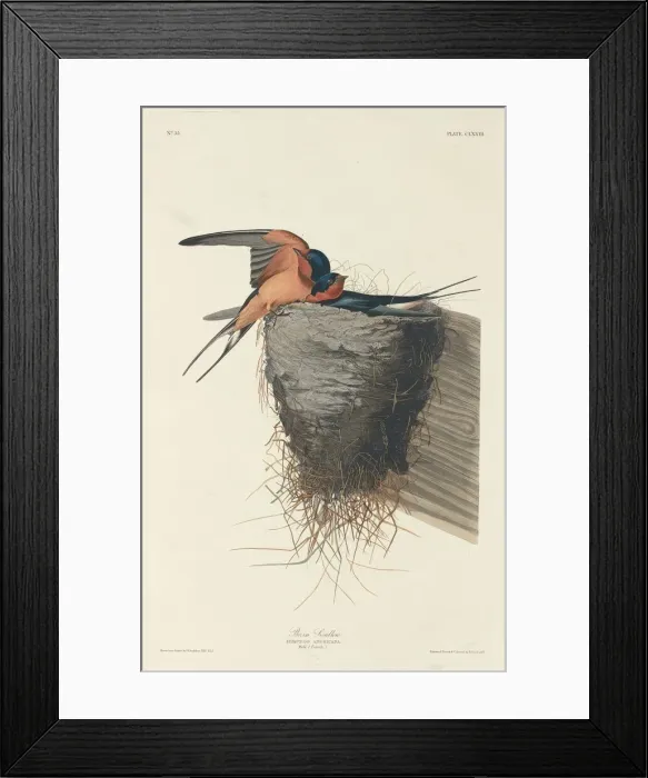 Framed Print : Barn Swallow, 1833. Creator: Robert Havell Framed Print : Barn Swallow, 1833. Creator: Robert Havell