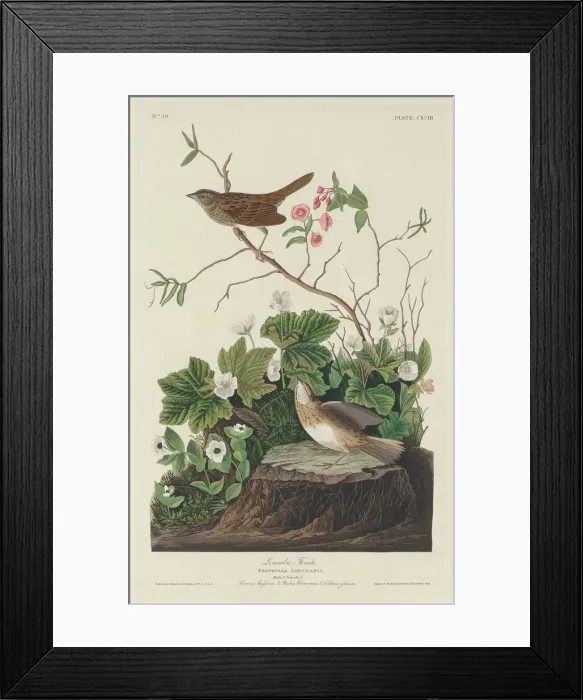 Framed Print : Lincoln Finch, 1834. Creator: Robert Havell Framed Print : Lincoln Finch, 1834. Creator: Robert Havell