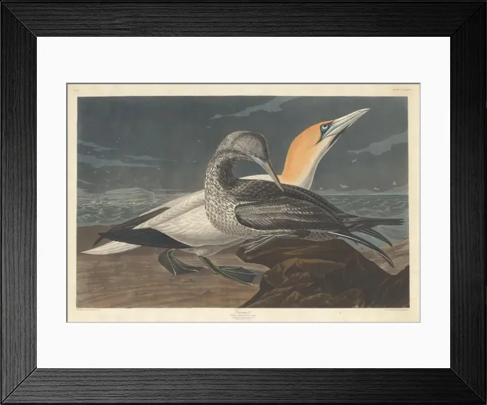 Framed Print : Gannet, 1836. Creator: Robert Havell Framed Print : Gannet, 1836. Creator: Robert Havell