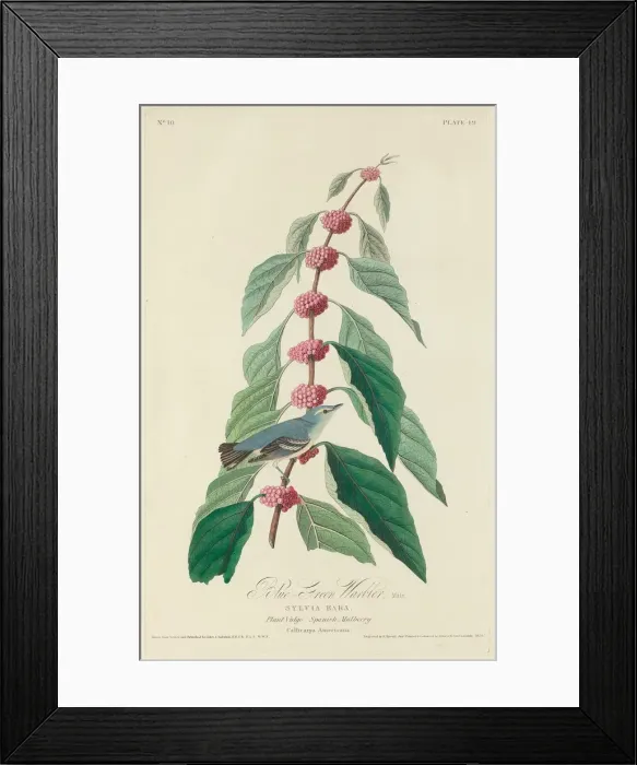 Framed Print : Blue-green Warbler, 1828. Creator: Robert Havell Framed Print : Blue-green Warbler, 1828. Creator: Robert Havell