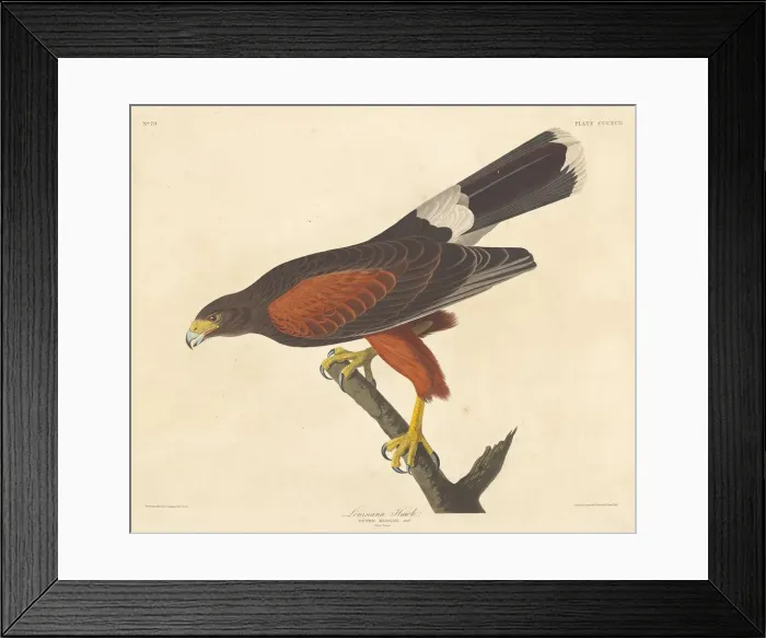 Framed Print : Louisiana Hawk, 1837. Creator: Robert Havell Framed Print : Louisiana Hawk, 1837. Creator: Robert Havell