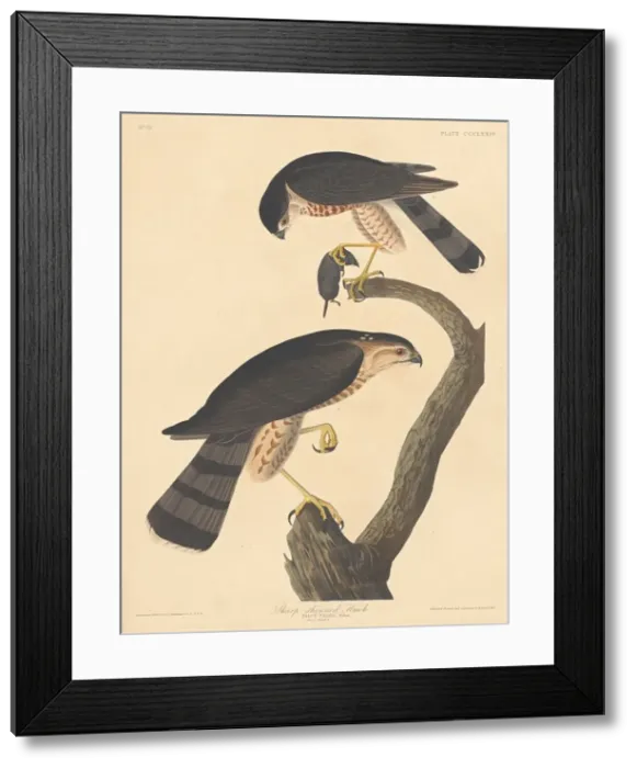 Framed Print : Sharp-shinned Hawk, 1837. Creator: Robert Havell Framed Print : Sharp-shinned Hawk, 1837. Creator: Robert Havell