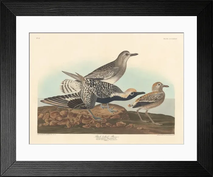 Framed Print : Black-bellied Plover, 1836. Creator: Robert Havell Framed Print : Black-bellied Plover, 1836. Creator: Robert Havell