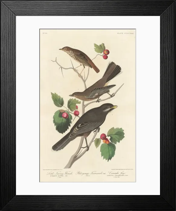 Framed Print : Little Tawny Thrush, 1838. Creator: Robert Havell Framed Print : Little Tawny Thrush, 1838. Creator: Robert Havell