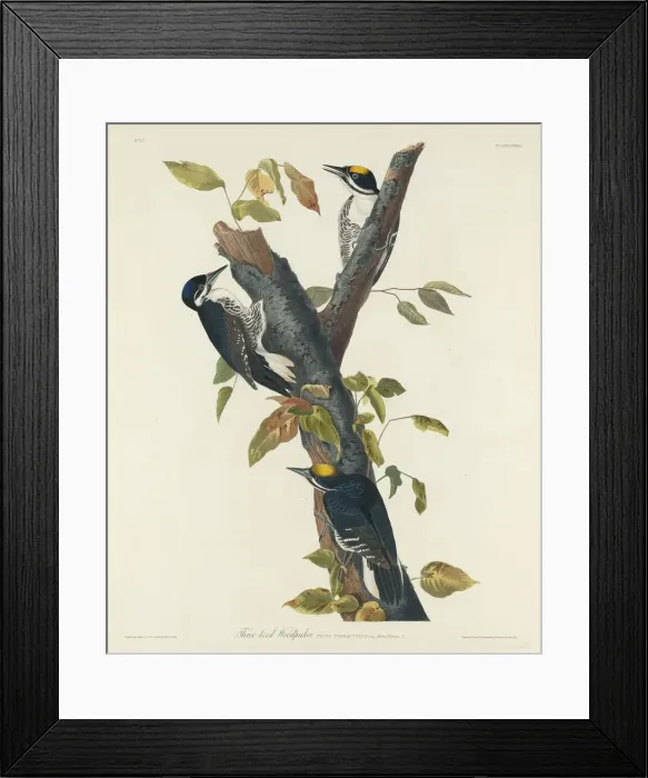 Framed Print : Three-Toed Woodpecker, 1832. Creator: Robert Havell Framed Print : Three-Toed Woodpecker, 1832. Creator: Robert Havell