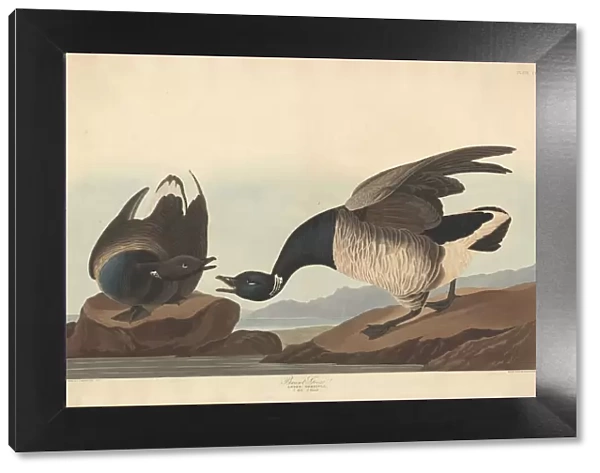 Brant Goose, 1837. Creator: Robert Havell