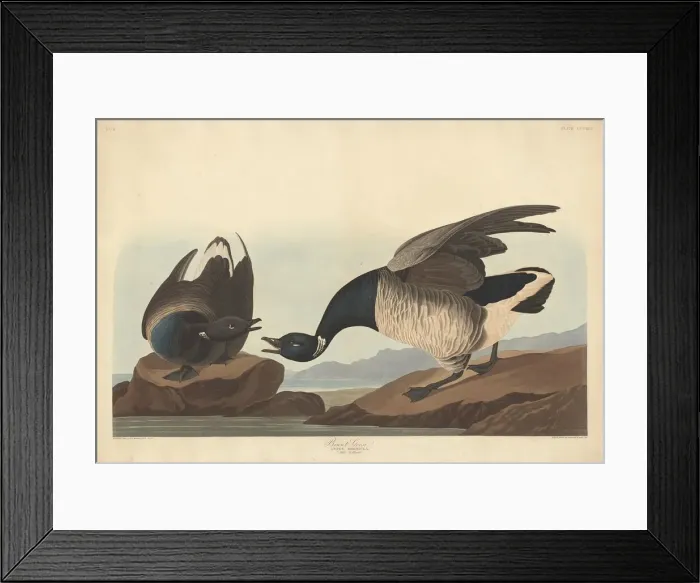 Framed Print : Brant Goose, 1837. Creator: Robert Havell Framed Print : Brant Goose, 1837. Creator: Robert Havell