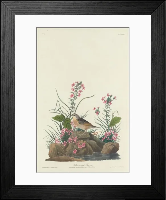 Framed Print : Yellow-winged Sparrow, 1832. Creator: Robert Havell Framed Print : Yellow-winged Sparrow, 1832. Creator: Robert Havell