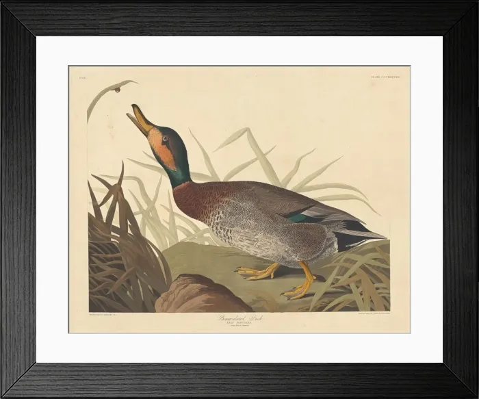 Framed Print : Bemaculated Duck, 1836. Creator: Robert Havell Framed Print : Bemaculated Duck, 1836. Creator: Robert Havell