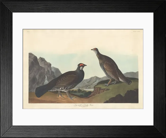Framed Print : Long-tailed or Dusky Grous, 1837. Creator: Robert Havell Framed Print : Long-tailed or Dusky Grous, 1837. Creator: Robert Havell