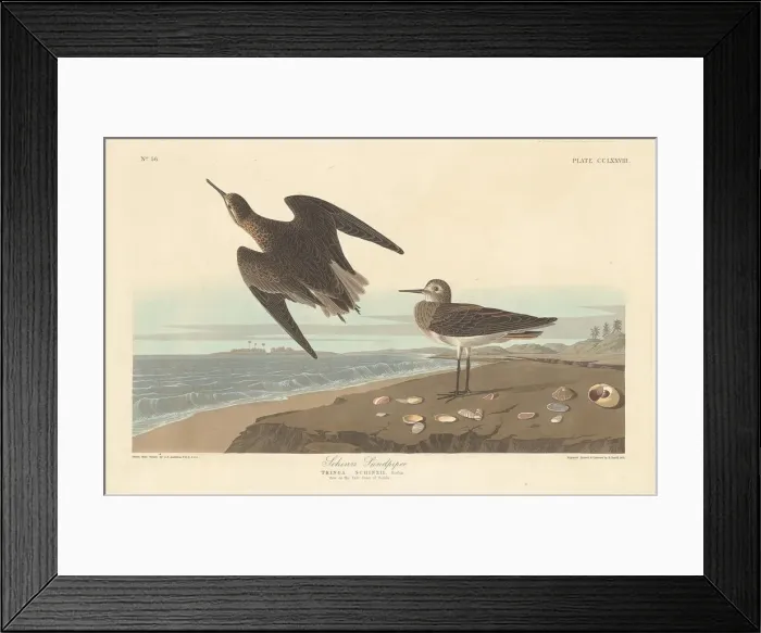 Framed Print : Schinzs Sandpiper, 1835. Creator: Robert Havell Framed Print : Schinzs Sandpiper, 1835. Creator: Robert Havell
