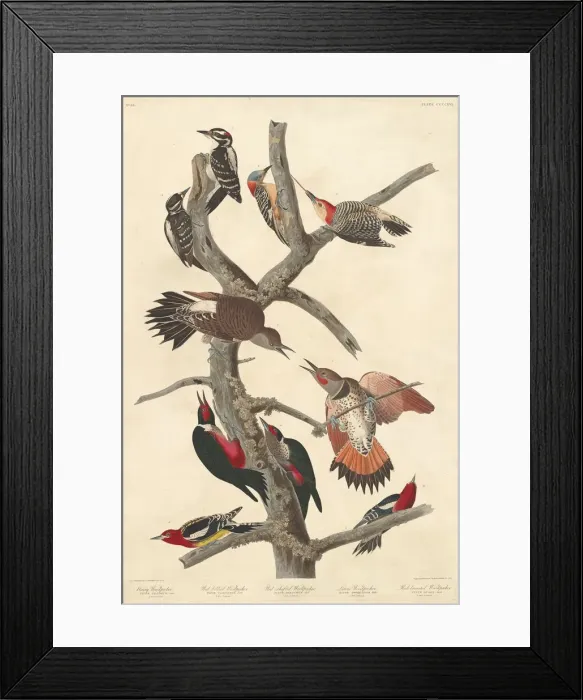 Framed Print : Hairy Woodpecker, 1838. Creator: Robert Havell Framed Print : Hairy Woodpecker, 1838. Creator: Robert Havell