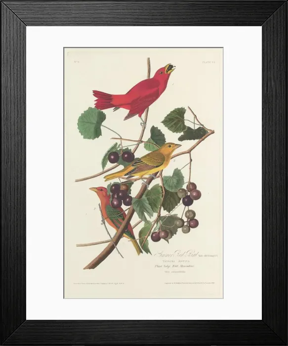 Framed Print : Summer Red Bird, 1828. Creator: Robert Havell Framed Print : Summer Red Bird, 1828. Creator: Robert Havell