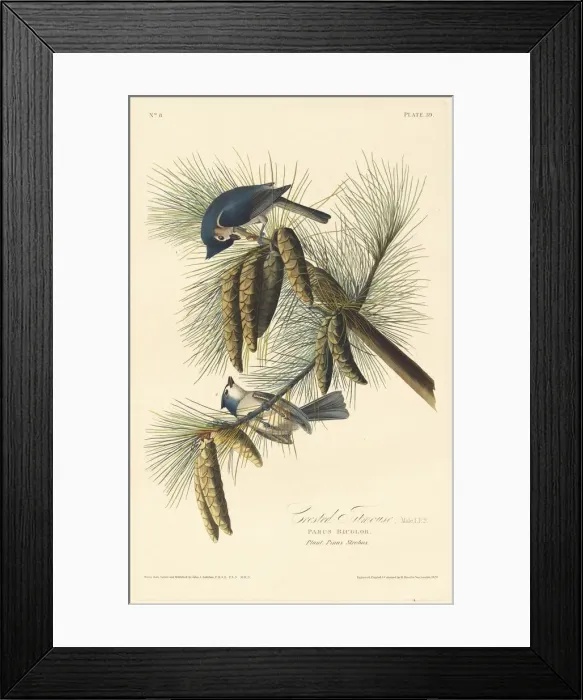 Framed Print : Crested Titmouse, 1828. Creator: Robert Havell Framed Print : Crested Titmouse, 1828. Creator: Robert Havell