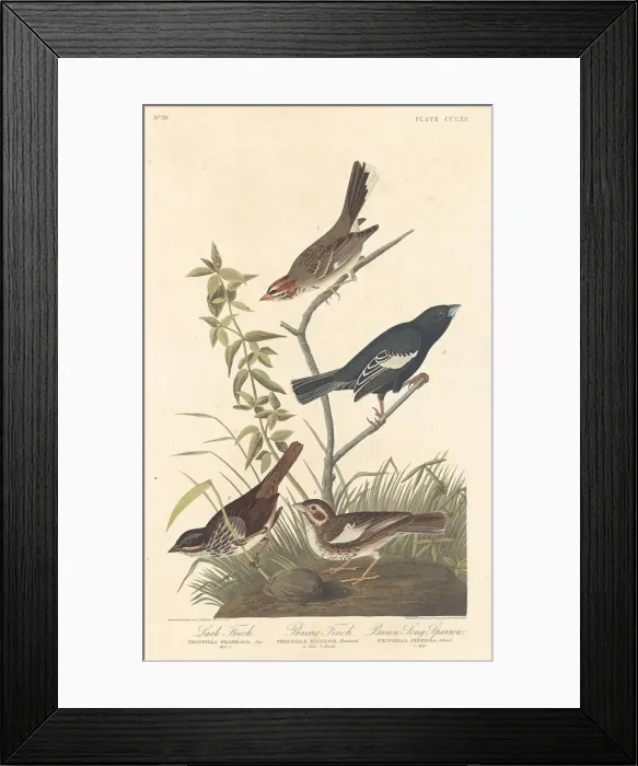 Framed Print : Lark Finch, Prairie Finch and Brown Song Sparrow, 1837. Creator: Robert Havell Framed Print : Lark Finch, Prairie Finch and Brown Song Sparrow, 1837. Creator: Robert Havell