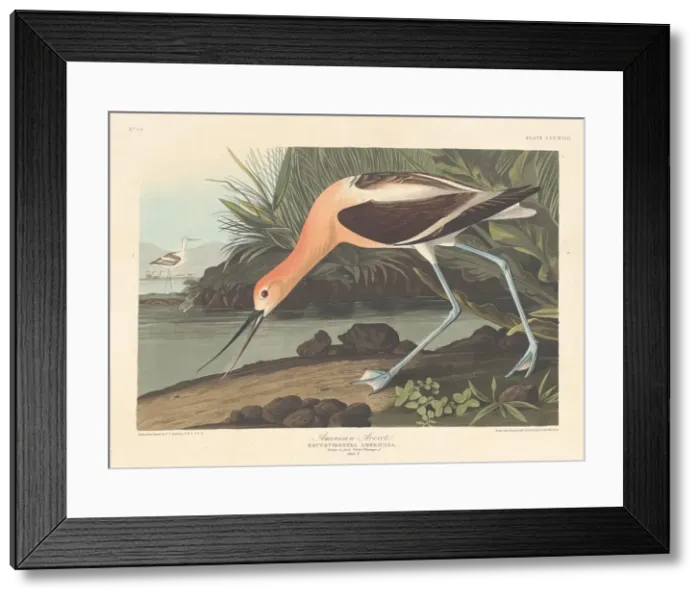 Framed Print : American Avocet, 1836. Creator: Robert Havell Framed Print : American Avocet, 1836. Creator: Robert Havell