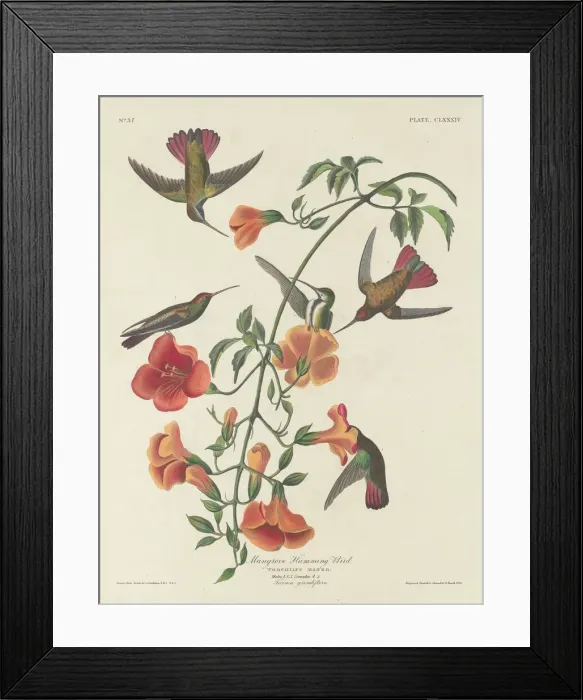 Framed Print : Mangrove Humming Bird, 1834. Creator: Robert Havell Framed Print : Mangrove Humming Bird, 1834. Creator: Robert Havell