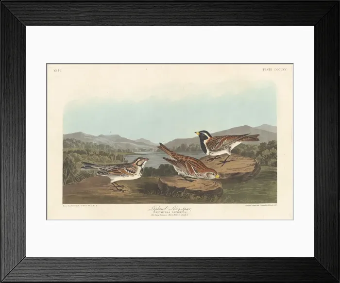 Framed Print : Lapland Longspur, 1837. Creator: Robert Havell Framed Print : Lapland Longspur, 1837. Creator: Robert Havell