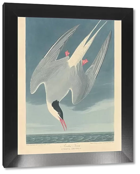 Arctic Tern, 1835. Creator: Robert Havell
