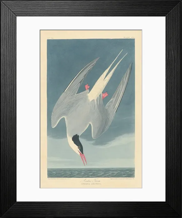 Framed Print : Arctic Tern, 1835. Creator: Robert Havell