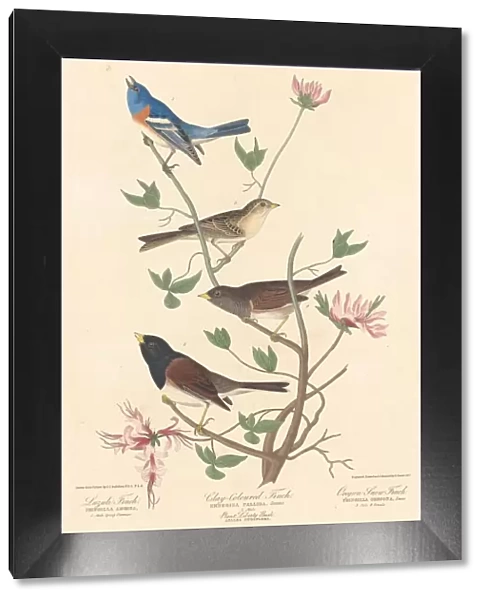 Lazuli Finch, Clay-colored Finch and Oregon Snow Finch, 1837. Creator: Robert Havell