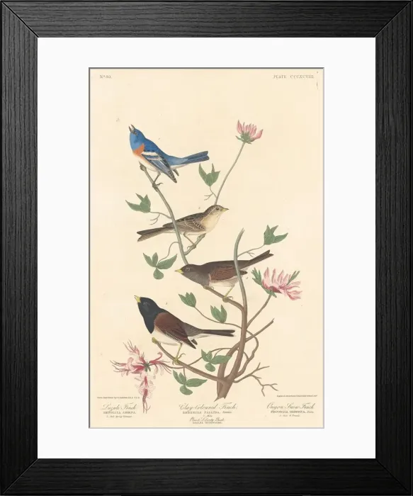 Framed Print : Lazuli Finch, Clay-colored Finch and Oregon Snow Finch, 1837. Creator: Robert Havell Framed Print : Lazuli Finch, Clay-colored Finch and Oregon Snow Finch, 1837. Creator: Robert Havell