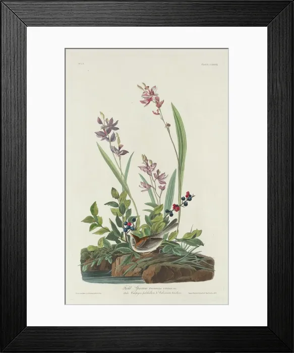 Framed Print : Field Sparrow, 1832. Creator: Robert Havell Framed Print : Field Sparrow, 1832. Creator: Robert Havell