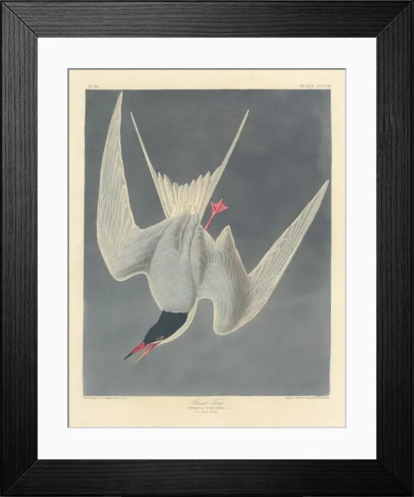 Framed Print : Great Tern, 1836. Creator: Robert Havell Framed Print : Great Tern, 1836. Creator: Robert Havell