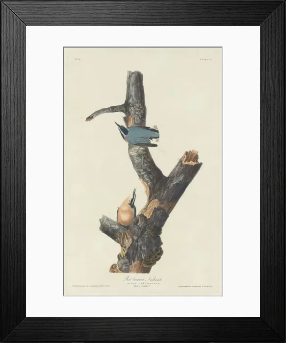 Framed Print : Red-breasted Nuthatch, 1831. Creator: Robert Havell