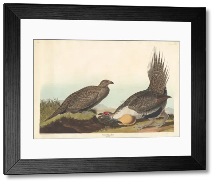 Framed Print : Cock of the Plains, 1837. Creator: Robert Havell Framed Print : Cock of the Plains, 1837. Creator: Robert Havell