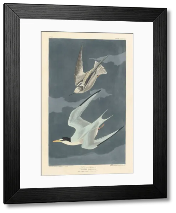Framed Print : Lesser Tern, 1836. Creator: Robert Havell Framed Print : Lesser Tern, 1836. Creator: Robert Havell