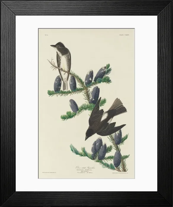 Framed Print : Olive-sided Flycatcher, 1833. Creator: Robert Havell Framed Print : Olive-sided Flycatcher, 1833. Creator: Robert Havell